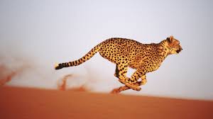 Running Leopard Hd Wallpaper Cheetah Wallpaper Cheetah Animal Animal Wallpaper