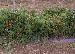 Check spelling or type a new query. Trellising Tomatoes Basket Weave String Lower Lean Johnny S Selected Seeds