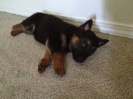 Woodside german shepherds is conveniently located in beautiful langley, british columbia, just 5 minutes from the aldergrove/us border. German Shepherd Puppies Victoria Bc Pets Lovers