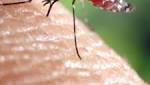  Bacteria May Block Spread of Zika and Dengue Viruses from Mosquitoes