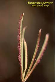 Image result for Eustachys