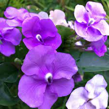 We did not find results for: Planting A Garden With Purple Tropical Flowers Dengarden