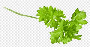 cilantro guarnicion hierba salsa comida zanahoria vegetales de hoja hoja png pngegg cilantro guarnicion hierba salsa comida