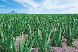 Can you plant aloe vera in the garden. How To Grow Aloe Vera The Garden Of Eaden