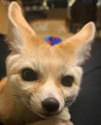 A tame Fennec Fox : r/aww