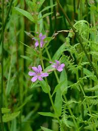 Image result for Lythrum