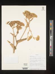 Image result for Inula mannii