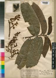 Image result for Pycnanthus