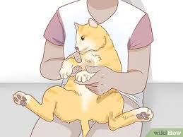 Once the cat is awake, walk away and wait for the cat to fall asleep again. How To Trim Your Cat S Nails With Pictures Wikihow