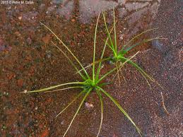 Image result for Isoetes schweinfurthii