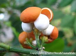 Image result for Suregada