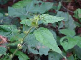 Image result for Sida urens