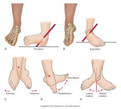 In this article, we shall look at the anatomy of the ankle joint; Decreased Ankle Dorsiflexion Is Associated With Dynamic Knee Valgus