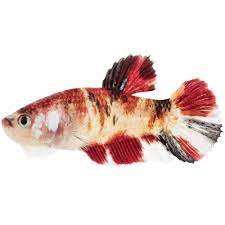 The smallest varieties of koi still get over 24 the kio would be to big. Male Koi Betta For Sale Order Online Petco