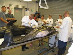 Les esclaves se trouvent surtout dans les foyers les plus riches, qui peuvent en comprendre des dizaines. Apprentis Chercheurs Les Labos S Ouvrent Aux Collegiens Thot Cursus 13 Octobre 2012