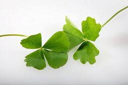 Image result for Crassocephalum vitellinum