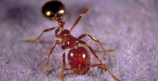 Fire ants do not have the ability of eating solid foods so it is hard for them to eat grits then die.there really isn't a good home remedy that is truly effective and safe for you and the environment. Natural And Organic Methods For Imported Fire Ant Management