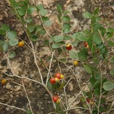 Image result for Diospyros natalensis