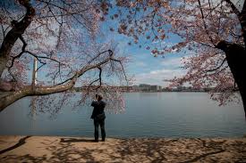 16 Ways To Celebrate The Cherry Blossoms In D C Dcist