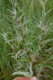 Image result for Dicoma