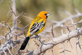 Yellow Birds Of Southern Arizona Streak Backed Oriole Bird Orioles Bird Species