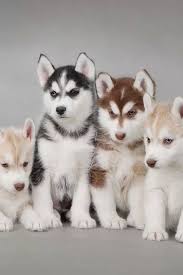 Black And Brown Husky Huskies I Guess But I Call My Friends Huskie A Snowy Grump Because They Look Like Snow But Also Like They Are Ab Cute Animals Cute Dogs Cute Baby Animals