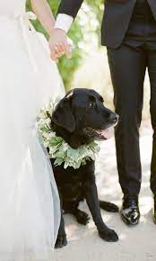 12 Ways To Dress Up Your Dog For Your Wedding Dog Wedding Wedding Pets Dog Wedding Attire