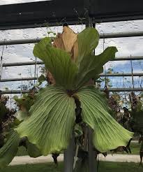 Image result for Platycerium elephantotis