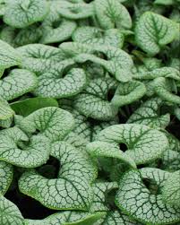 Image result for Sebaea brachyphylla