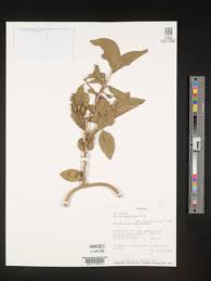 Image result for Opilia amentacea