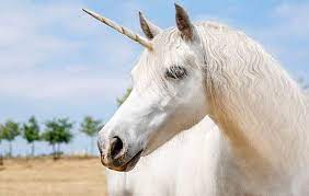 We did not find results for: 25 Free Printable Unicorn Coloring Pages