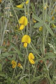 Image result for Crotalaria eremicola