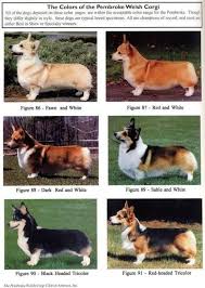 a great chart to show the colors of pembroke welsh corgis