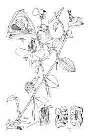 Image result for Commelina benghalensis
