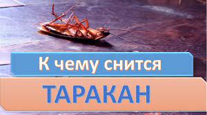 videt vo sne tarakana k chemu snitsya sonnik tolkovanie onlajn sonnik son tarakan