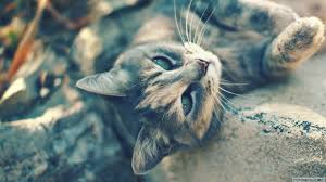 Gunun Masaustu Duvar Kagidi Wallpaper Kedi Cat Hayvanlar Cok Sirin Hayvanlar Hayvan Resimleri