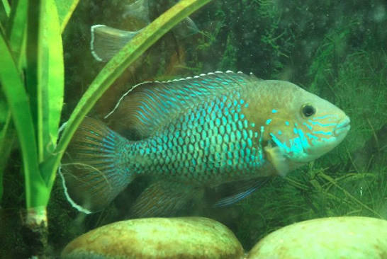 My TRUE Green Terrors | MonsterFishKeepers.com