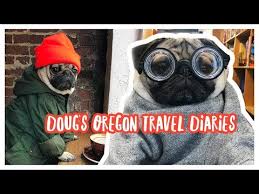 Why buy a pug puppy for sale if you can adopt and save a life? Oregon Travel Diaries Doug The Pug Youtube