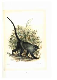 Image result for Cassipourea ruwensorensis