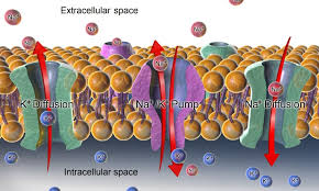 Check spelling or type a new query. How Do Cells Maintain Homeostasis Biology Dictionary