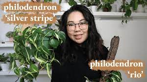 With the help of capterra, learn about silver catalyst, its features, pricing information, popular comparisons to other scrum products and more. Philodendron Rio Vs Philodendron Silver Stripe Vs Philodendron Cream Splash The Difference Youtube