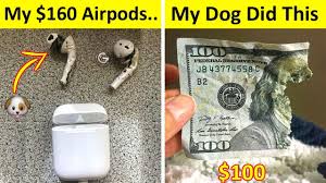 All right, here's your $30, now give me the 20 you owe me. Dogs Doing Stupid Things Youtube