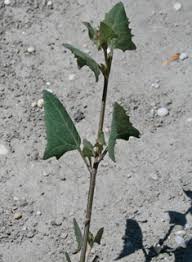 Image result for Ochthocharis