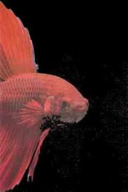 You'll find a high quality of healthy and colorful betta fish for sale. Treating Some Diseases In Bettas And Other Fishes Too