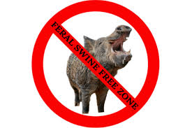 With over 500,000 acres virtually every ranch we hunt in texas has large populations of feral hogs. Feral Swine Free Zone The Comanche County Chronicle