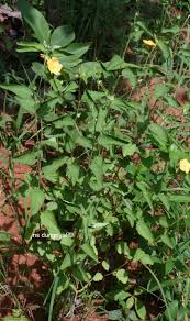 Image result for Sida veronicifolia