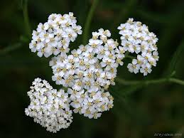 Yarrow
