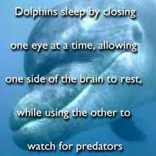 Image result for dolphins sleeping with one eye open