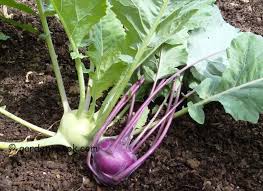 Image result for Brassica