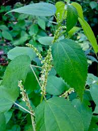 Image result for Ottelia cylindrica